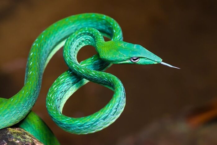 Fouet vert herbe, beau serpent