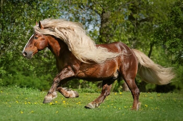 Cheval de la forêt noire