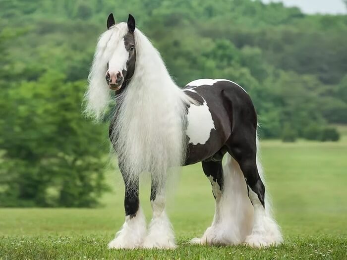 Cheval de harnais gitan (Tinker, Irish Cob)