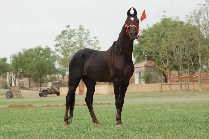 Cheval Marwar