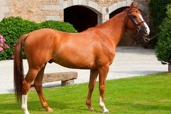 Cheval anglo-normand