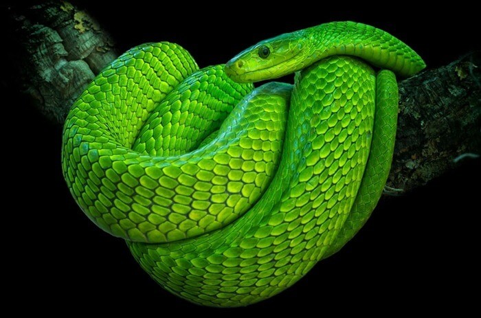 Mamba à tête étroite