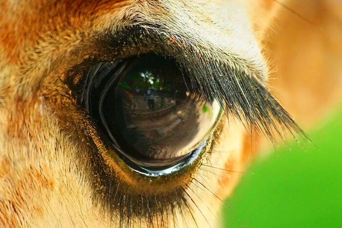 Girafe - les cils les plus longs d'un animal