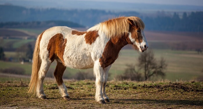Cheval islandais