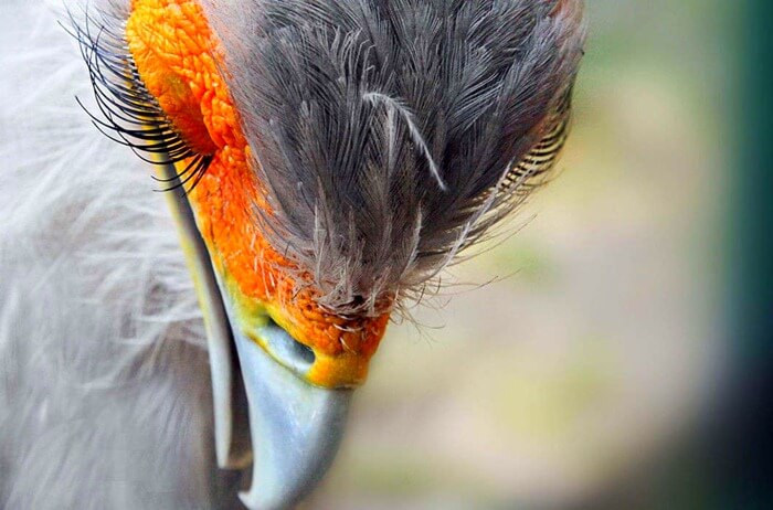Secrétaire oiseau, cils