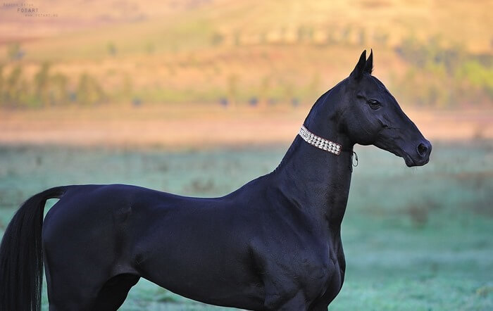 Cheval Akhal-Teke Cheval Akhal-Teke