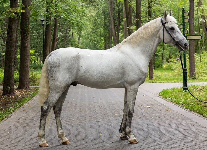 Cheval de trot Oryol
