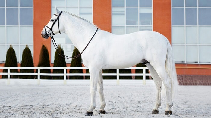 Cheval Oldenburg