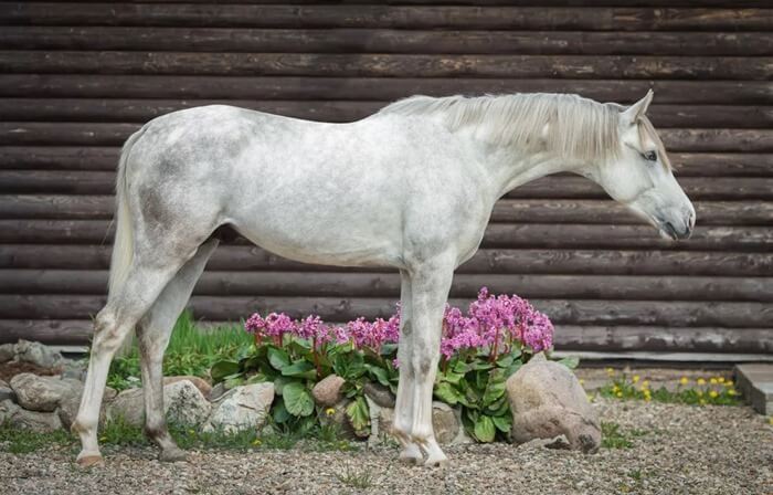 Cheval Tersk