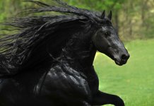 Les plus beaux chevaux du monde, 30 photos de belles races cheval