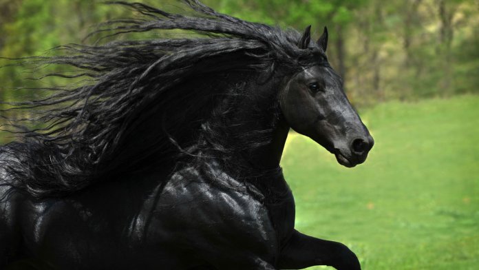 cheval
