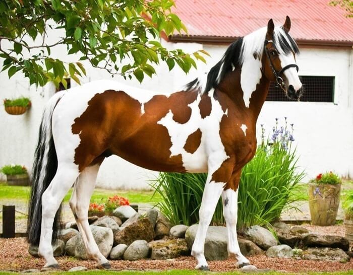 Cheval de peinture américain