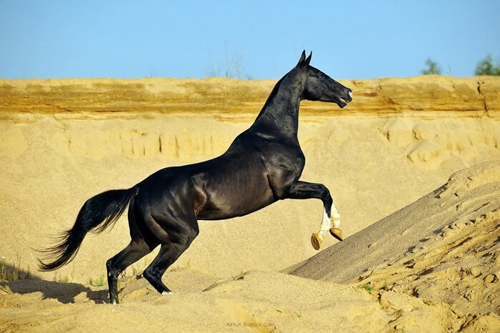 Akhal-Teke - le plus beau costume