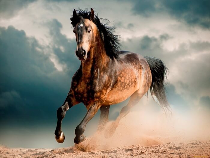 Mustang