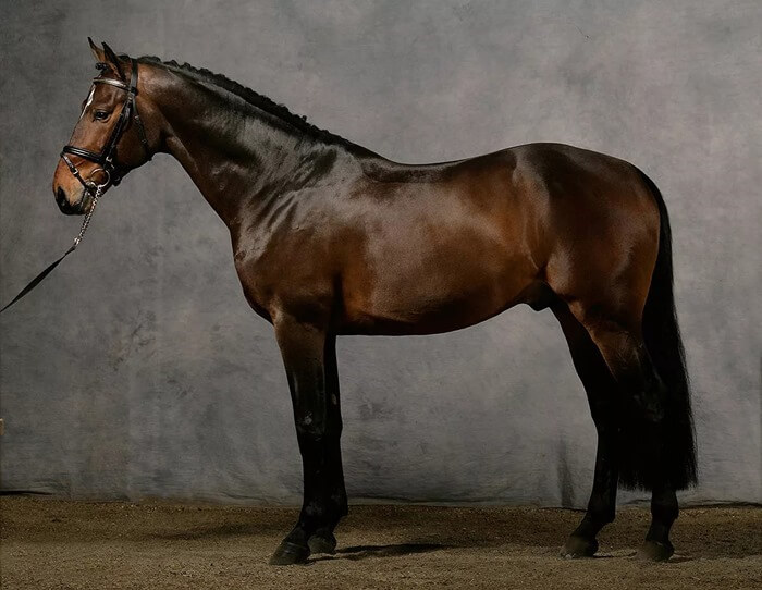 Cheval d'équitation pur-sang