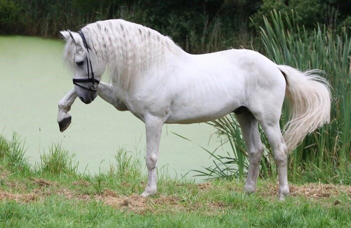 Cheval andalou