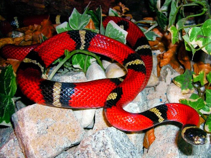 Serpent royal à rayures
