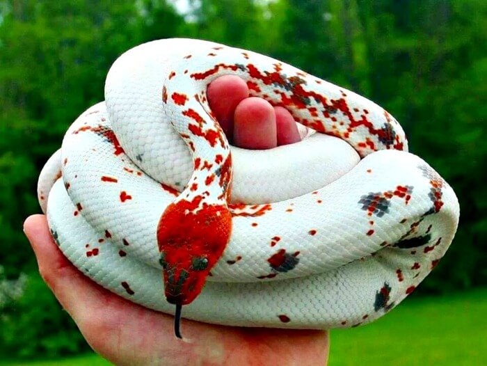 Boa rouge des montagnes dominicaines