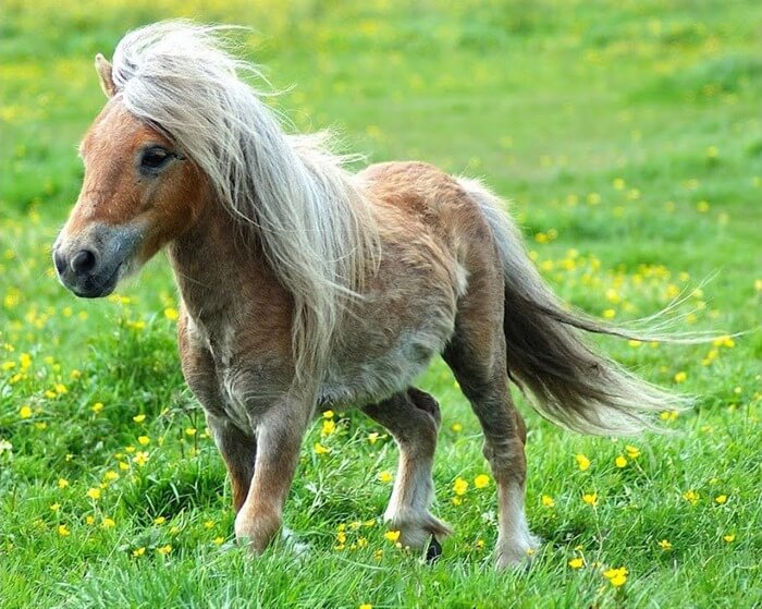 Falabella