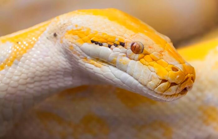 Python tigre