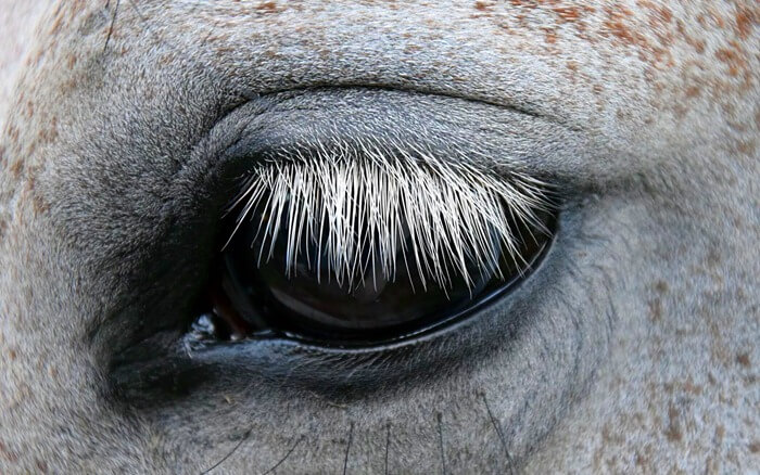 Cils de cheval