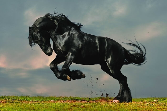 Cheval frison