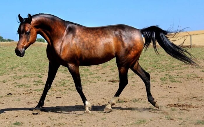 Cheval arabe