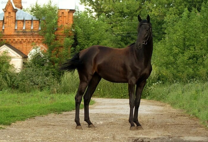 Cheval d'équitation russe (Orlovo-Rostopchinskaya)