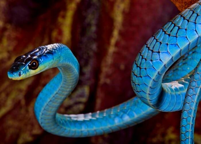Blue Racer