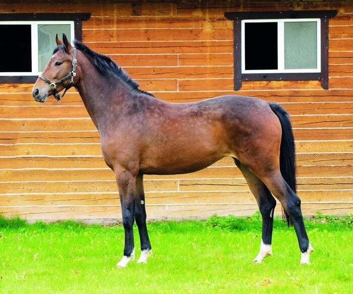 Cheval hanovrien