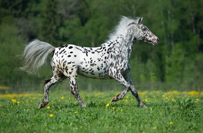 Cheval Knabstrupper