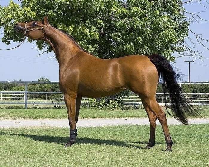 Cheval andravide