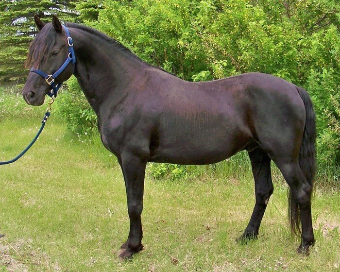 Cheval de Morgan
