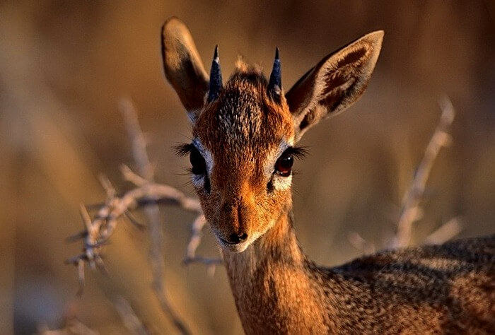 Biche Biche