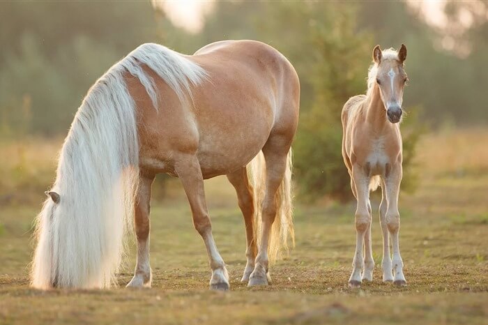Haflinger