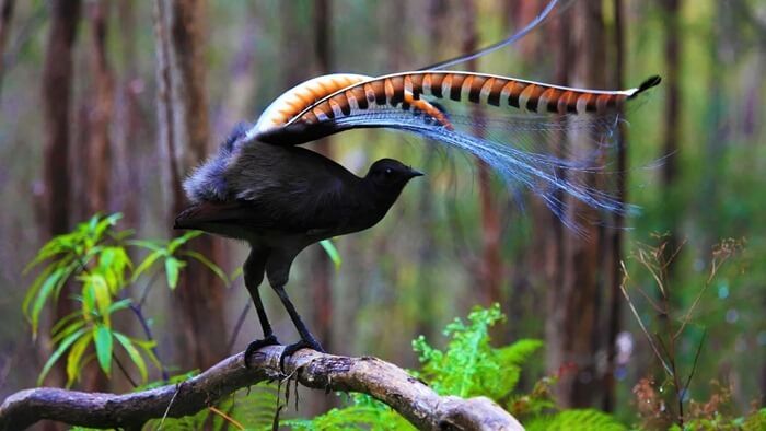 Grand oiseau lyre