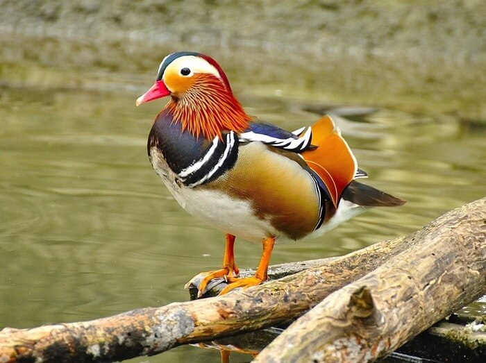 canard mandarin