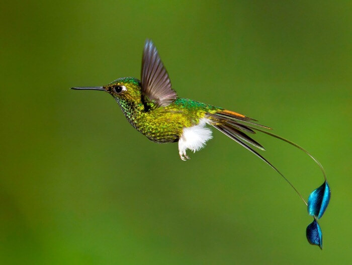 Colibri à queue de fusée