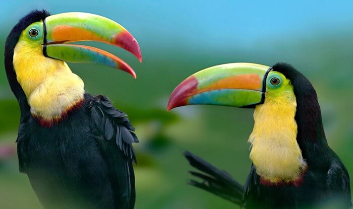 Toucan