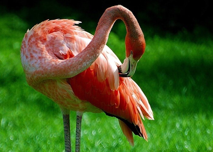 Flamant