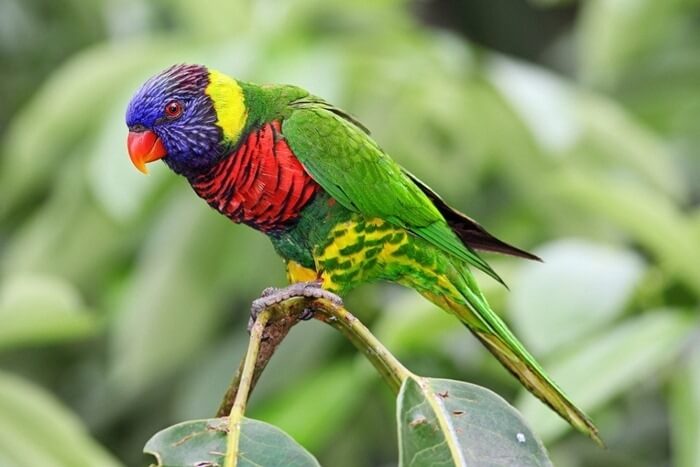 Loriquet arc-en-ciel