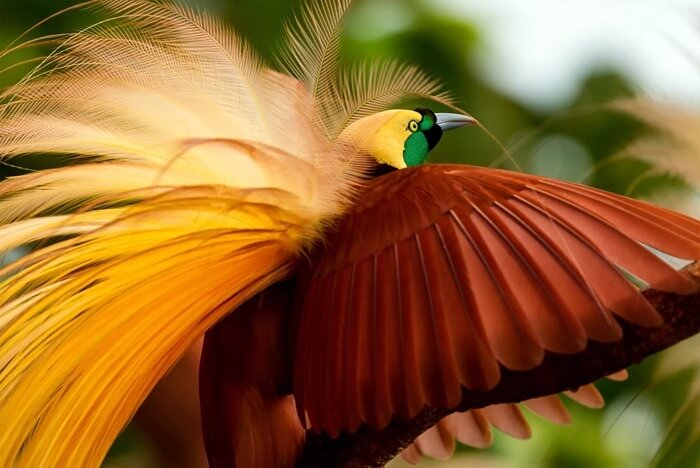 Petit oiseau de paradis