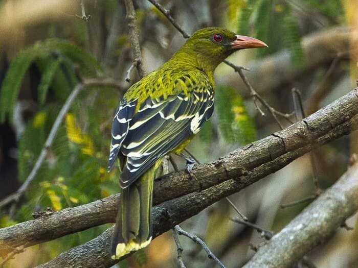 Oriole à tête verte
