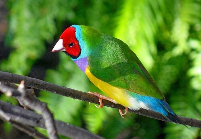 Guldova amadina