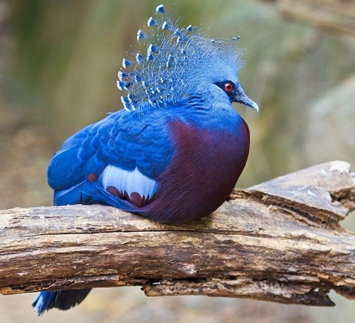 Pigeon couronné
