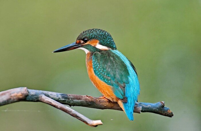 Kingfisher
