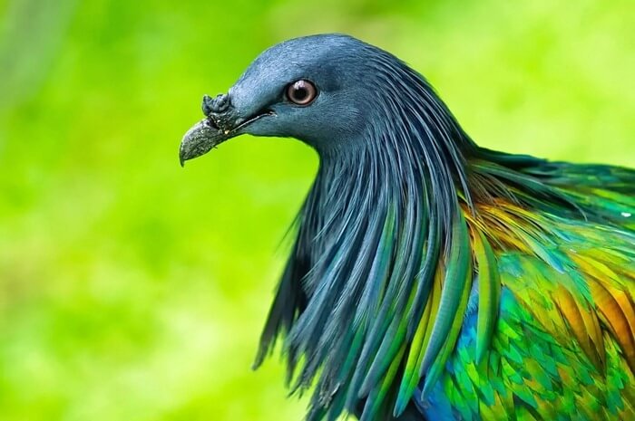 Pigeon à crinière