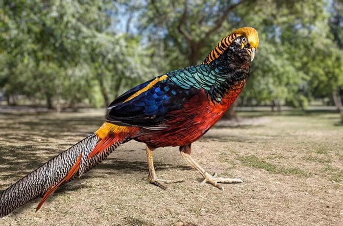 Faisan doré, bel oiseau