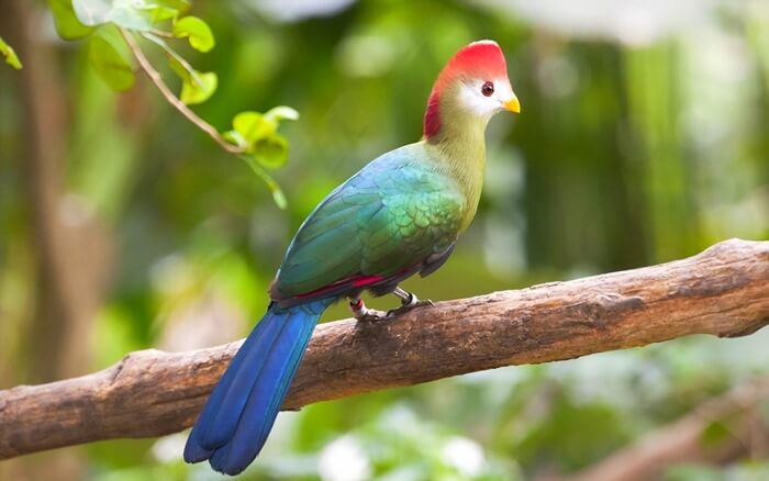 Turaco à crête rouge