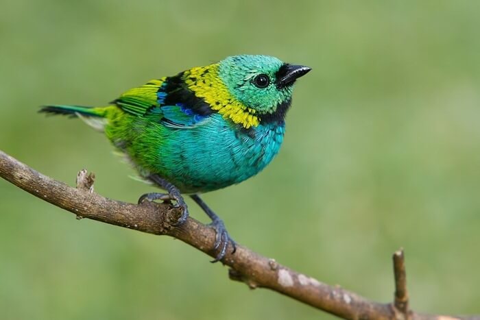 Tangara à tête verte